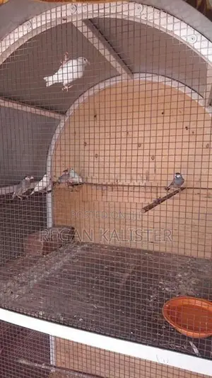 Java Birds