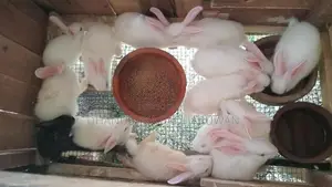 හා පැටවුන්