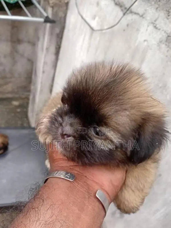 shihtzu puppy