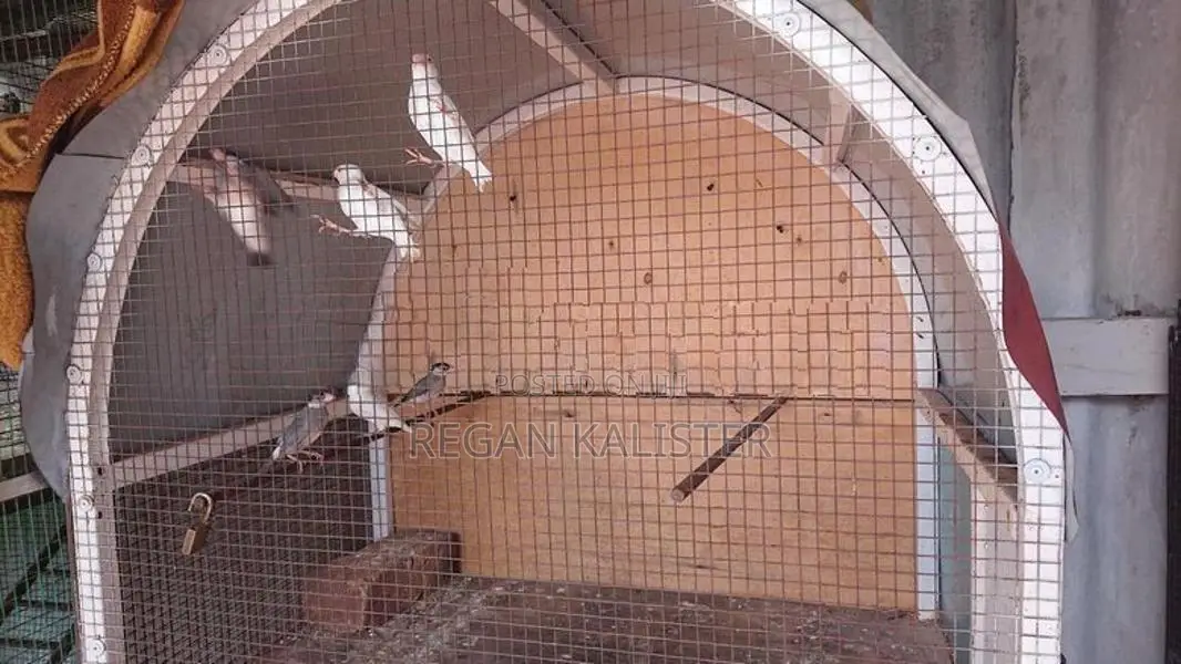 Java Birds
