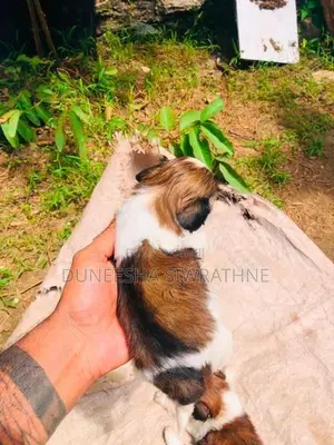 Shih Tzu Puppies