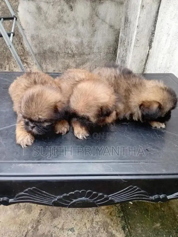 shihtzu puppy