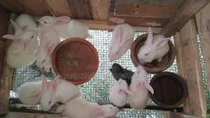 හා පැටවුන්