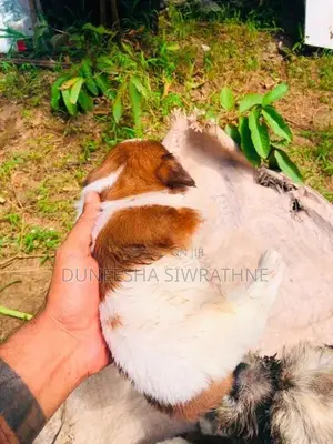 Shih Tzu Puppies
