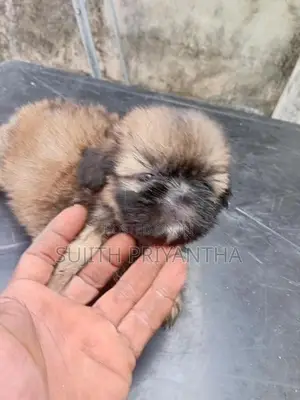 shihtzu puppy