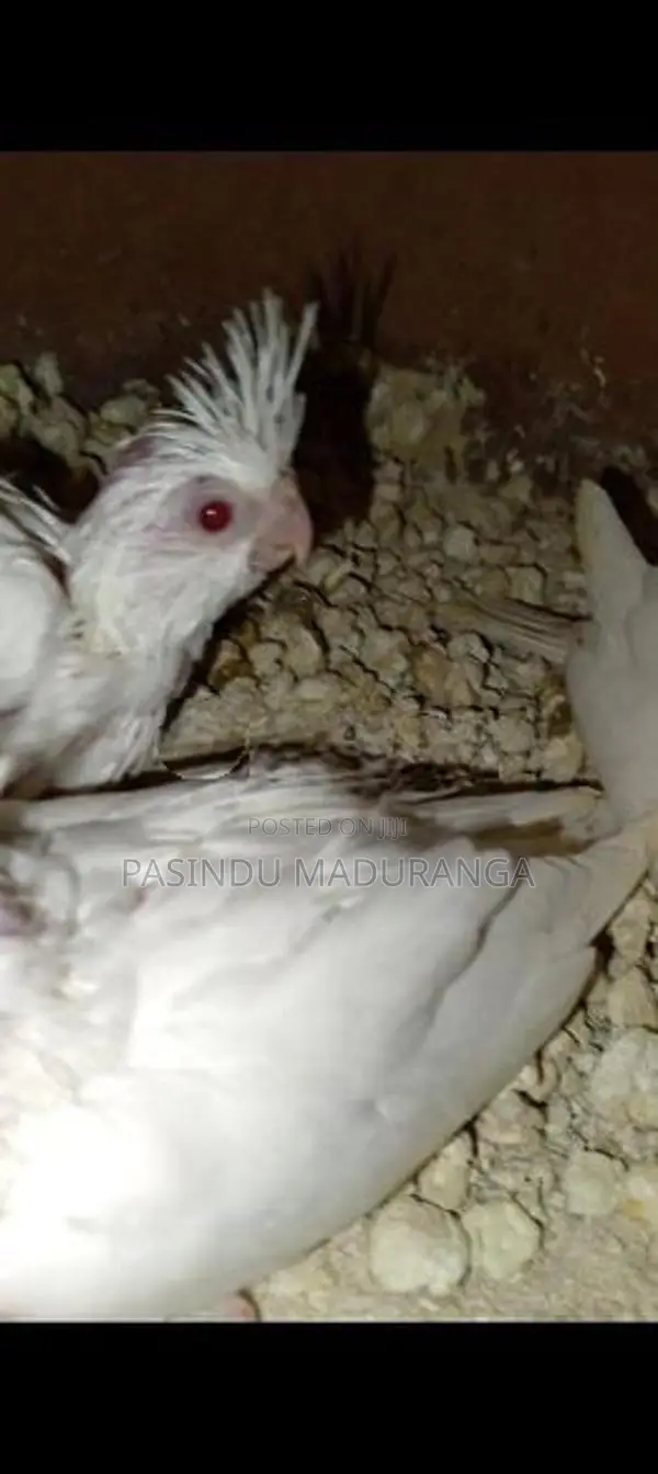 Cocktail Chicks
