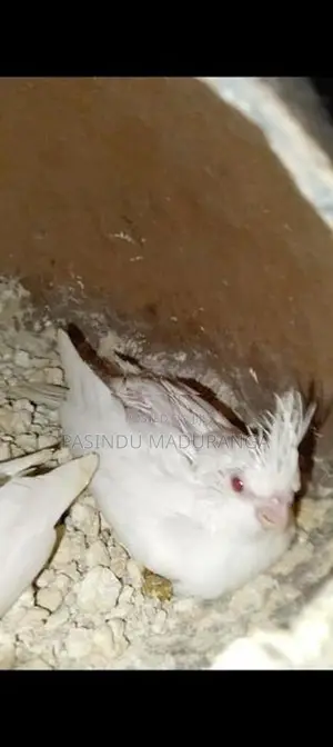 Cocktail Chicks