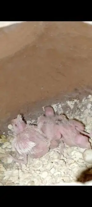 Cocktail Chicks