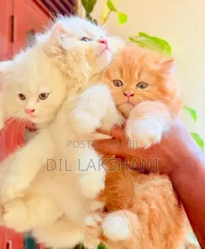 Pure Breed Persian Kittens