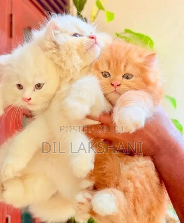 Pure Breed Persian Kittens