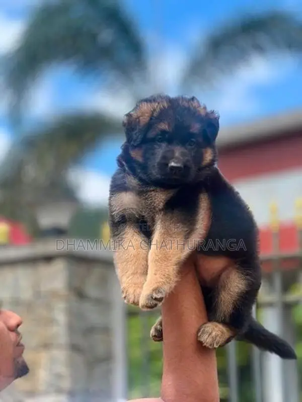 german shepherd