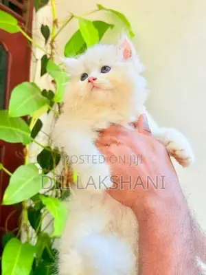 Pure Breed Persian Kittens