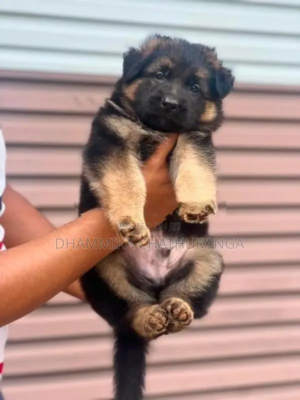 german shepherd