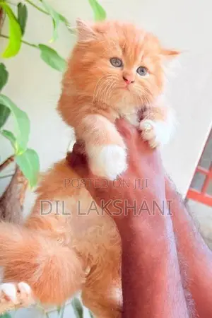 Pure Breed Persian Kittens
