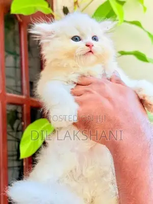 Pure Breed Persian Kittens