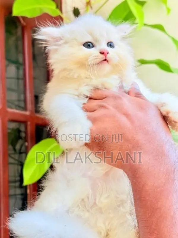 Pure Breed Persian Kittens