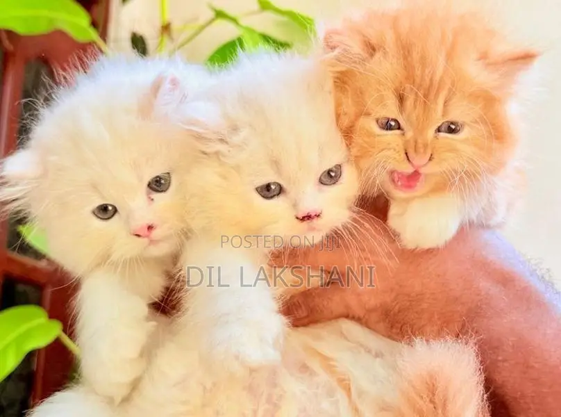 Pure Breed Persian Kittens