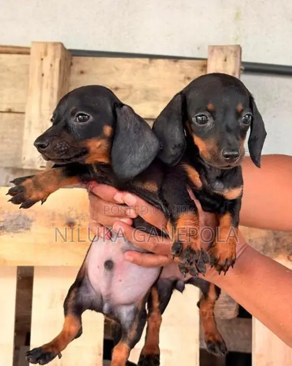 Dachshund Puppies