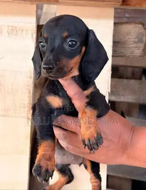 Dachshund Puppies