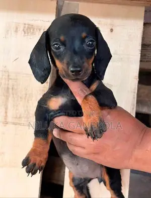 Dachshund Puppies