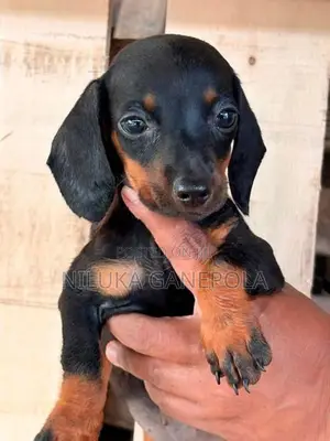 Dachshund Puppies