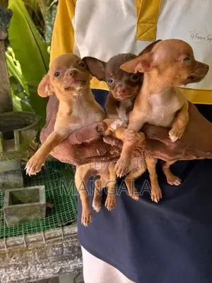 Chihuahua Puppies