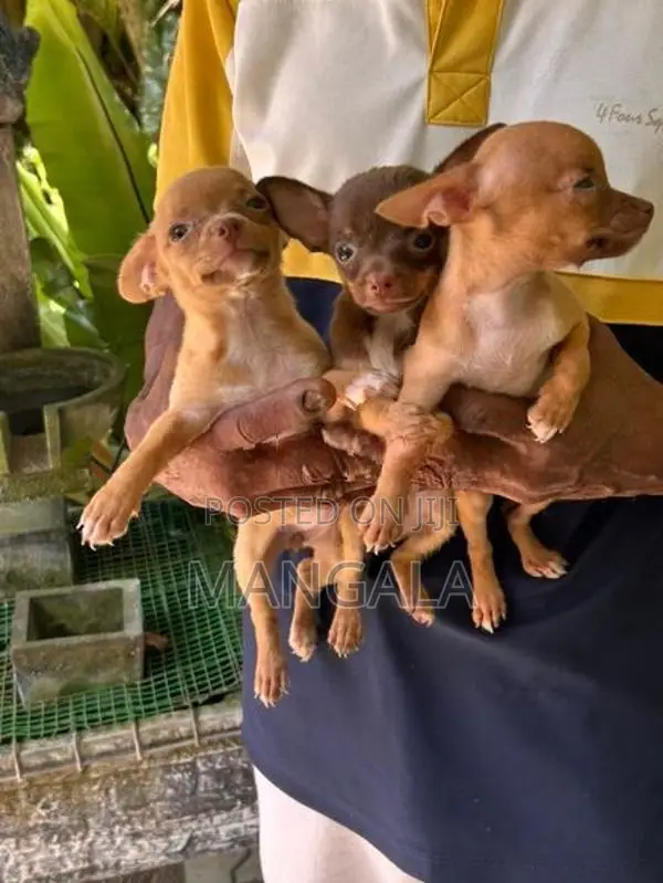 Chihuahua Puppies