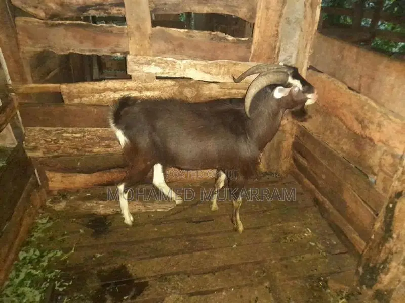 Goats