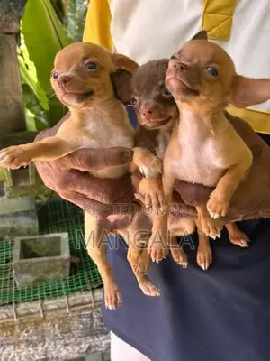 Chihuahua Puppies