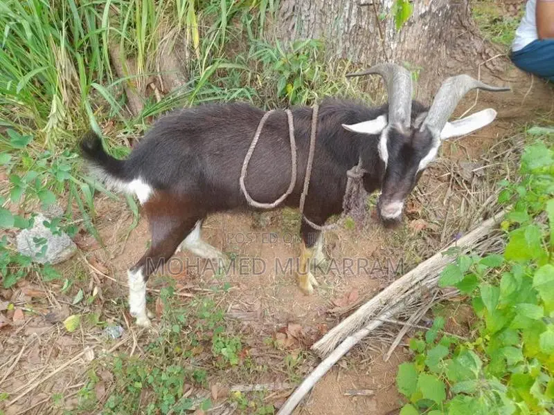 Goats