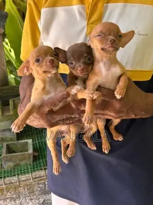 Chihuahua Puppies