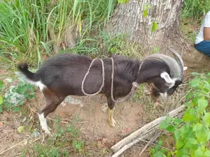 Goats