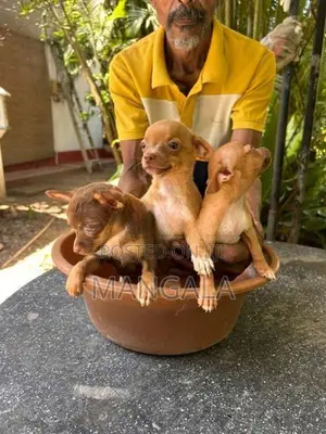 Chihuahua Puppies