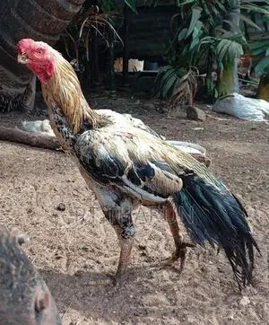 கிளி சொட்டு சேவல்
