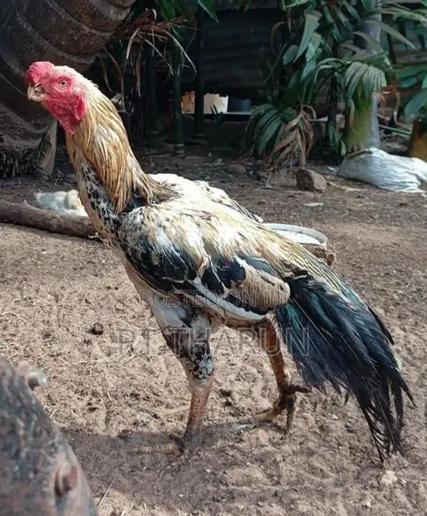 கிளி சொட்டு சேவல்