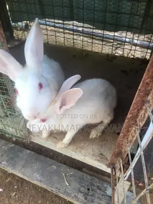 Rabbit