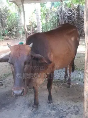 Sahiwal Cow