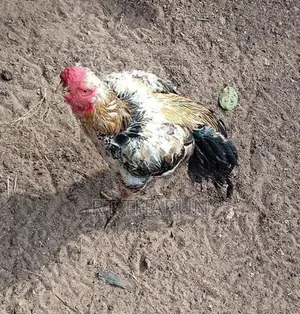கிளி சொட்டு சேவல்