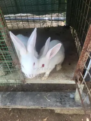 Rabbit