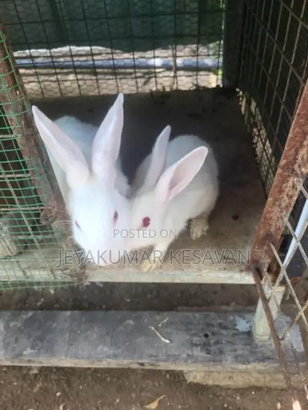 Rabbit