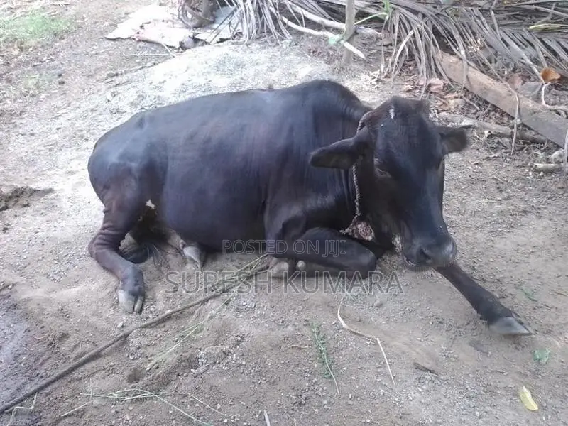 Sahiwal Cow