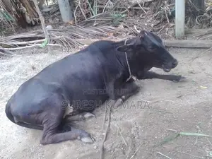Sahiwal Cow