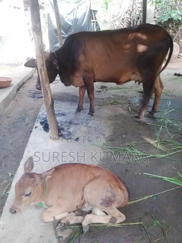 Sahiwal Cow