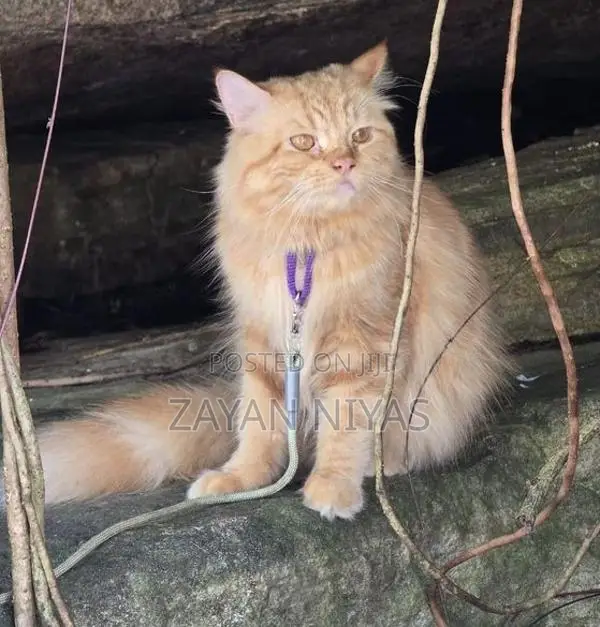Persian Cat