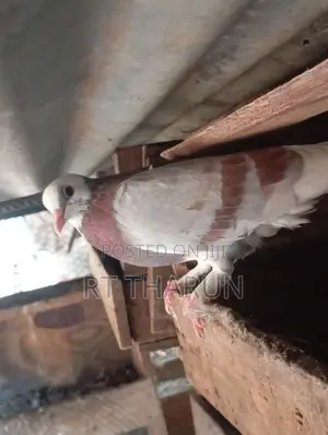 riceer pigeon