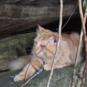 Persian Cat