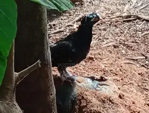 riceer pigeon