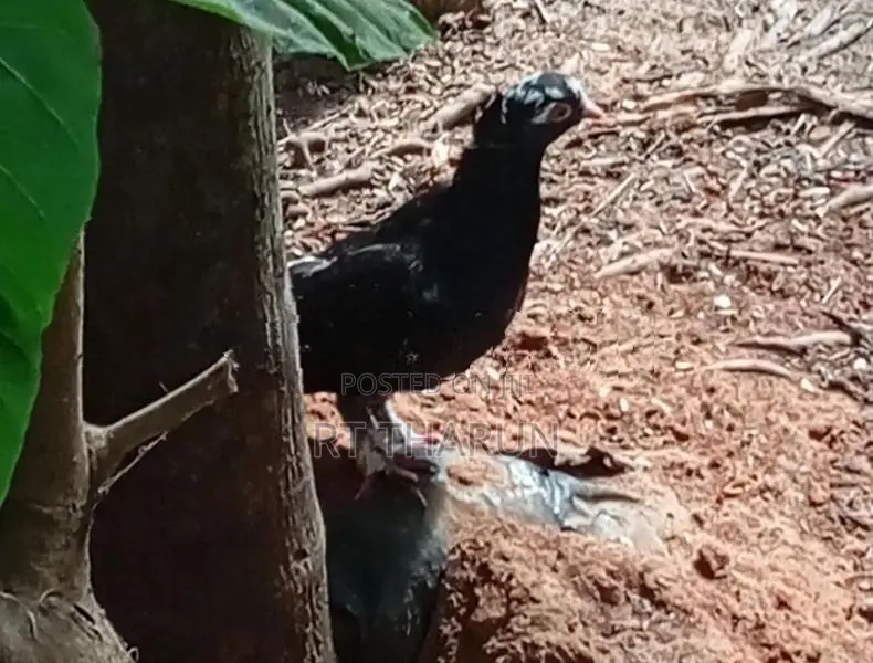 riceer pigeon