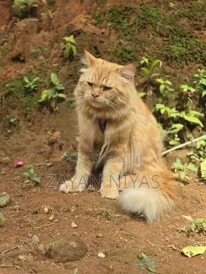 Persian Cat