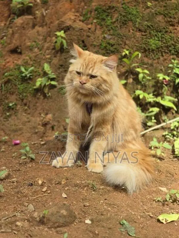 Persian Cat